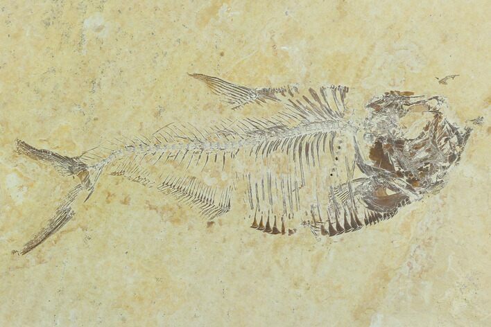 Bargain, Fossil Fish (Diplomystus) - Green River Formation #119955